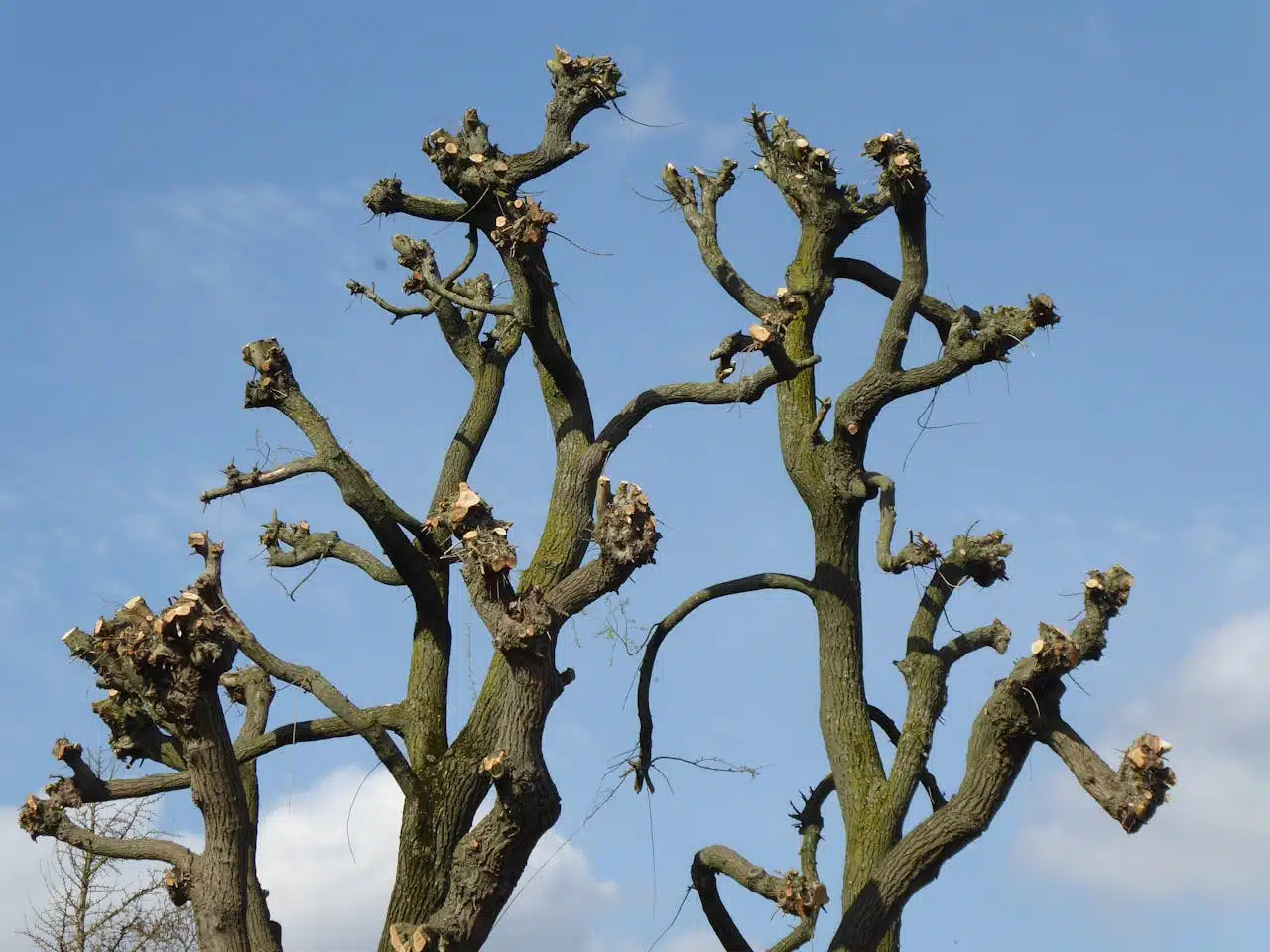 Close-up of heavily pruned tree branches silhouetted against a clear blue sky.